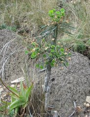 Euphorbia clava