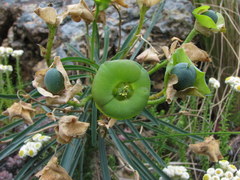 Euphorbia clava