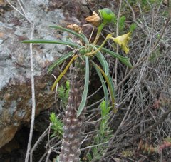 Euphorbia clava