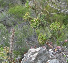 Euphorbia clava