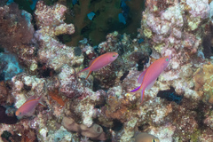 Pyronotanthias smithvanizi
