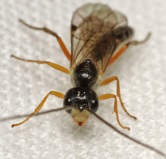 Acrotomus succinctus