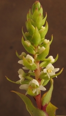 Satyrium retusum