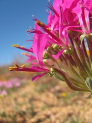 Pelargonium incrassatum