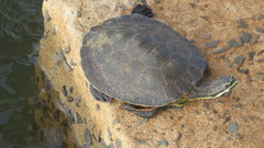 Phrynops williamsi