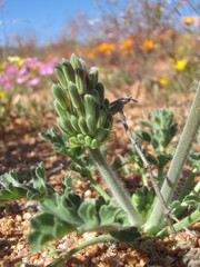 Pelargonium incrassatum