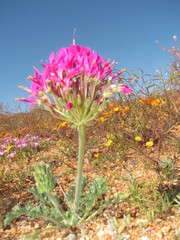 Pelargonium incrassatum