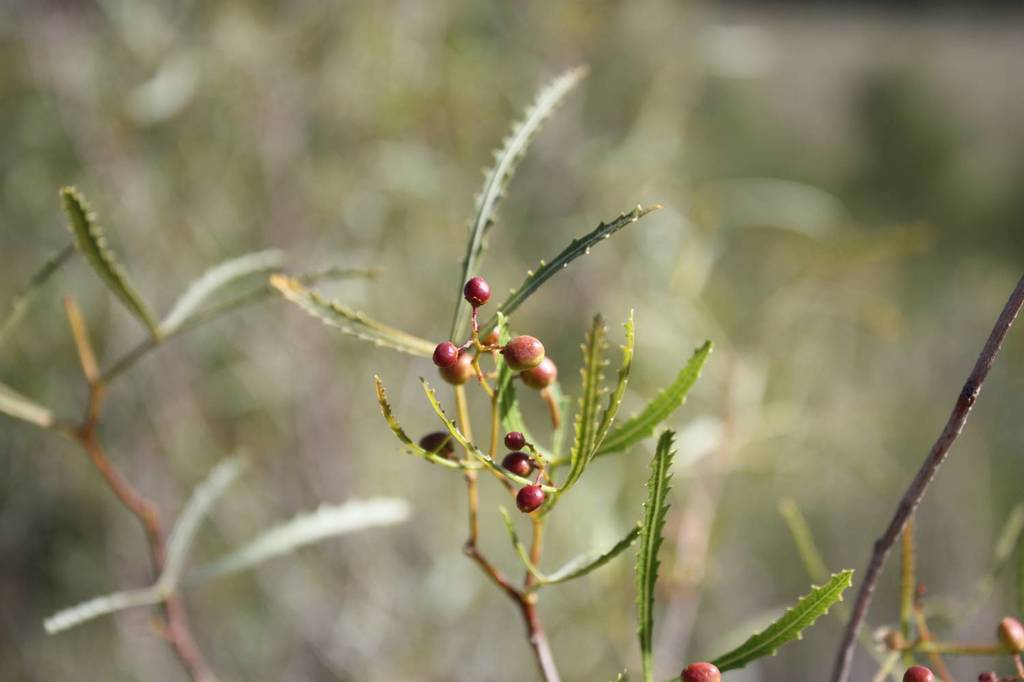 Broom Karree