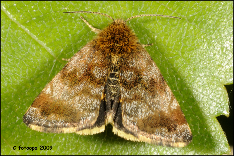 Panemeria