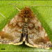 Small Yellow Underwing - Photo (c) Frans, some rights reserved (CC BY-NC-ND)