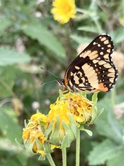 Chlosyne lacinia