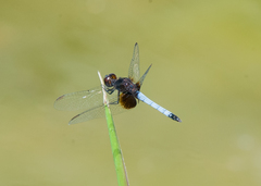 Erythrodiplax justiniana
