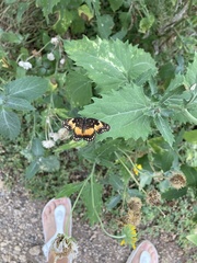 Chlosyne lacinia
