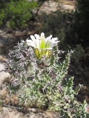 Codon royenii