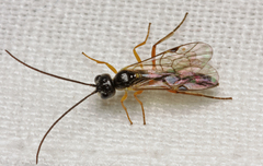 Acrotomus succinctus