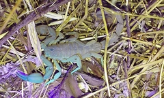 Kochius hirsuticauda