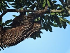 Choloepus didactylus