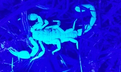 Kochius hirsuticauda