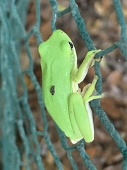 Hyla cinerea
