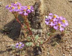 Manulea silenoides