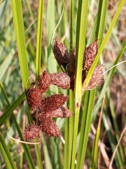 Bolboschoenus robustus