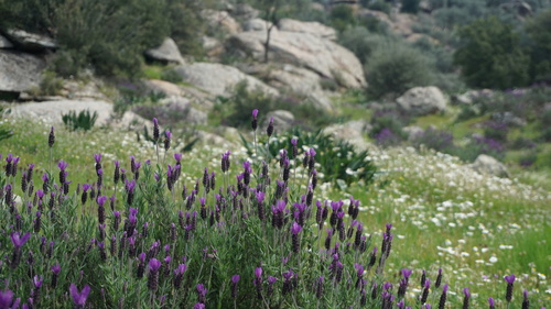 Lavandula pedunculata iNat (2)