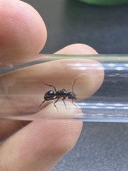 Camponotus ulcerosus