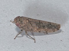 Paraphlepsius tennessus