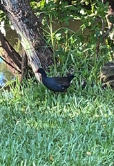 Gallinula