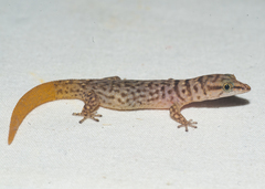 Sphaerodactylus ruibali