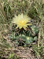 Coryphantha pycnacantha