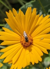 Halictus confusus