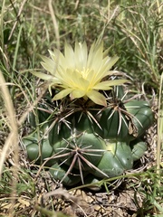Coryphantha pycnacantha