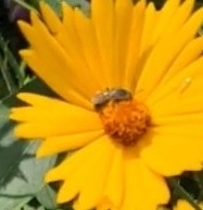 Halictus confusus
