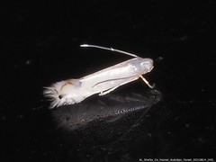 Phyllocnistis vitifoliella