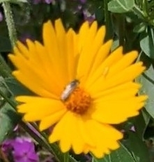 Halictus confusus