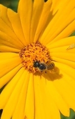 Halictus confusus
