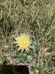 Coryphantha pycnacantha