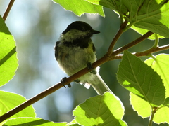 Poecile atricapillus