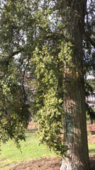 Podocarpus totara