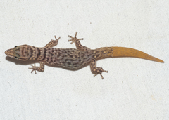Sphaerodactylus ruibali