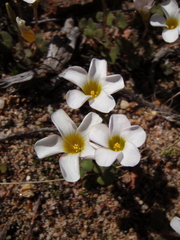 Oxalis punctata
