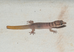 Sphaerodactylus ruibali