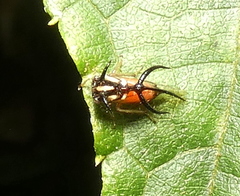 Cyphonia trifida