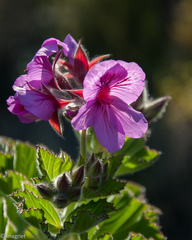 Pelargonium cucullatum cucullatum