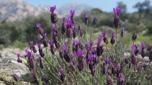 spanish lavender