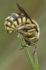 Anthidium loti