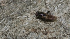 Chalcosyrphus nemorum