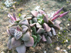 Anacampseros retusa
