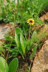 Gerbera aurantiaca